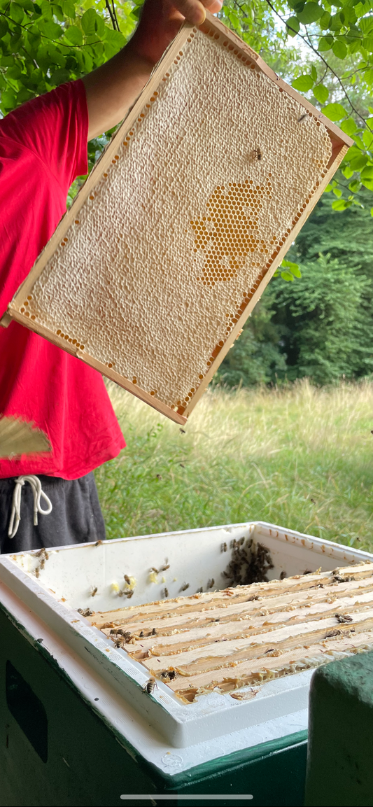 Honigwabe im Holzrahmen