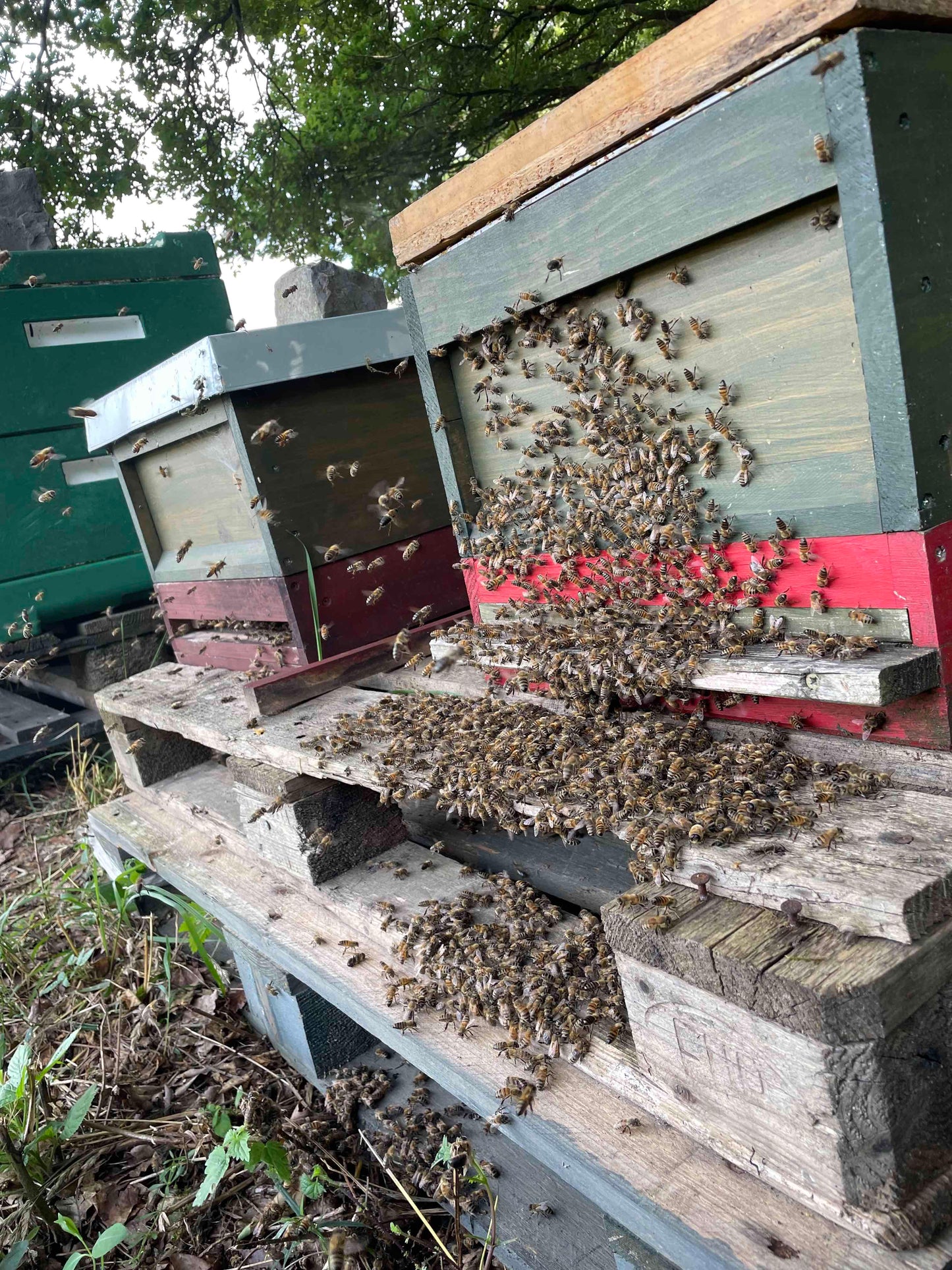 Bienen Wirtschaftsvolk Carnica Zander MAI 2026