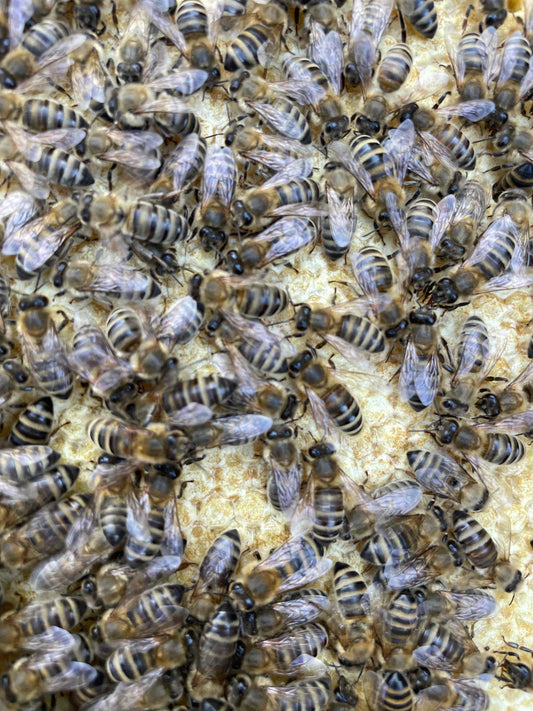 Bienen Wirtschaftsvolk Carnica Zander MAI 2026