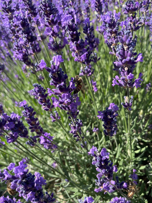 Biene_Lavendel-mit-Biene_regionaler-Honig_Umweltschutz_Naturschutz_Imkerei-KALEO-siebengold_Siebengebirge_IMG_6195