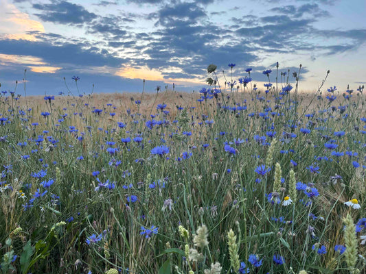 Kornblume_regionaler-Honig_Umweltschutz_Naturschutz_Imkerei-KALEO-siebengold_Siebengebirge_IMG_6337_700kb