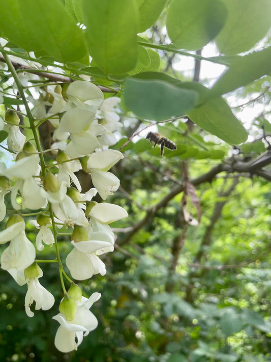 Rubinie-mit-Biene_falscheAkazie_Akazienhonig_regionaler-Honig_Umweltschutz_Naturschutz_Imkerei-KALEO-siebengold_Siebengebirge_IMG_5633