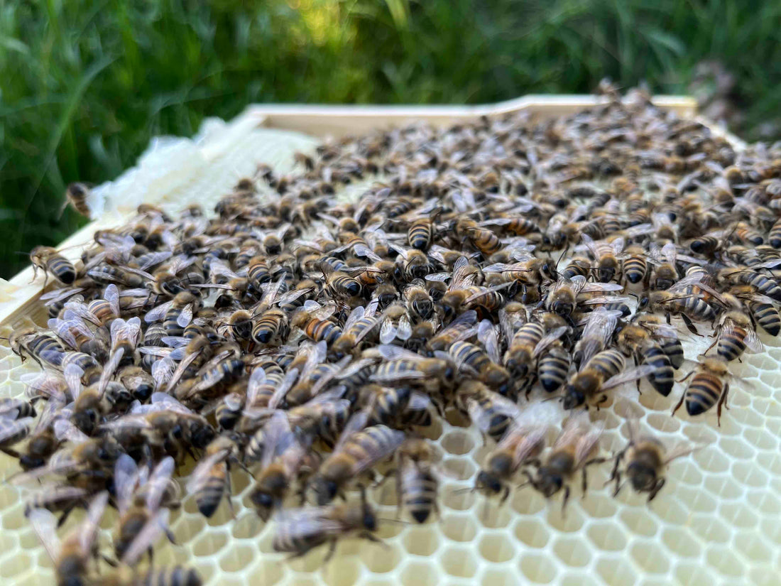Bienenpost von der Imkerei KALEO siebengold | Rückblick 2023