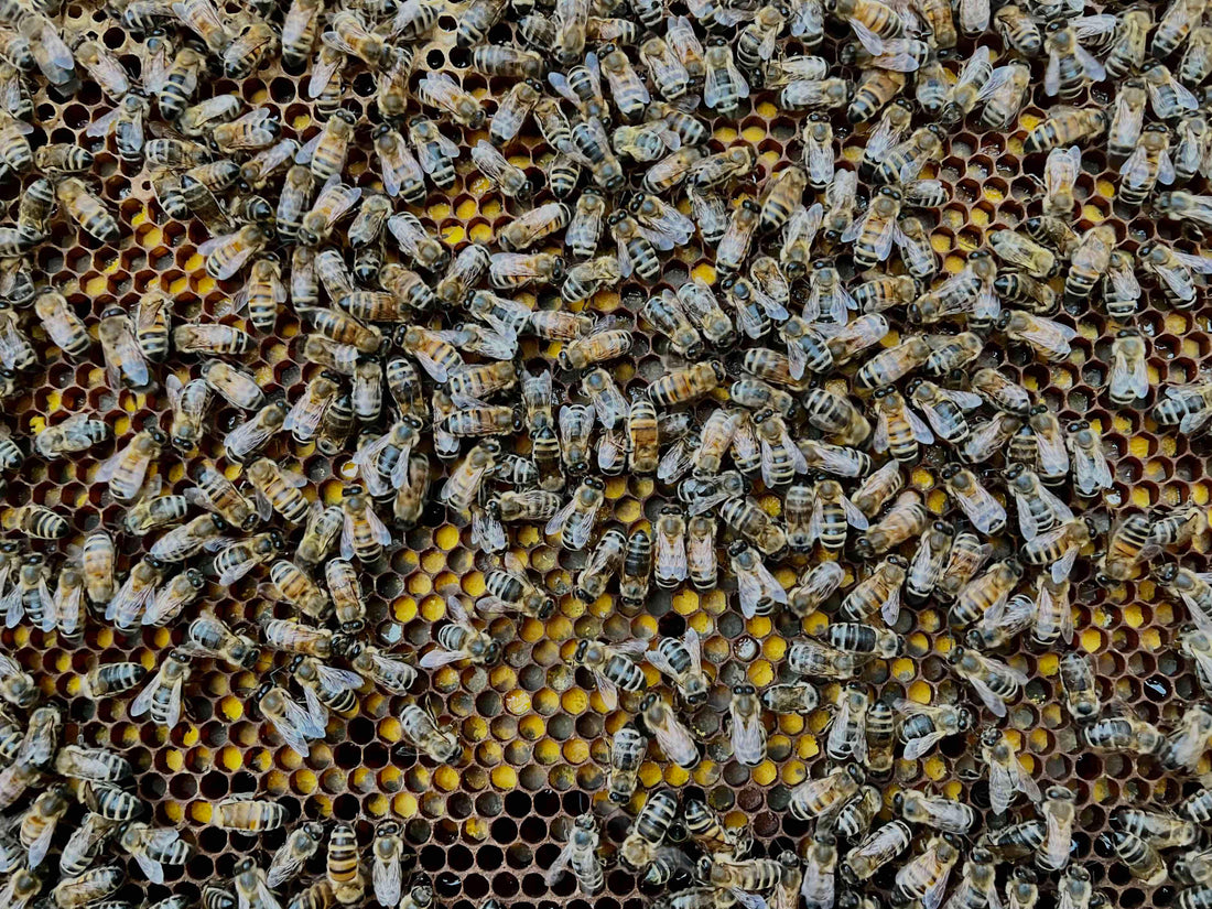 Bienenpost von der Imkerei KALEO siebengold | Rückblick 2024