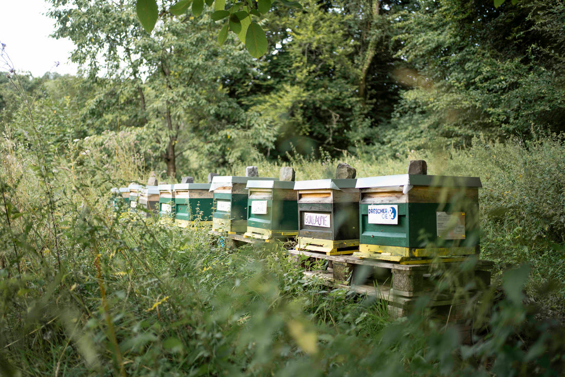 Drescher & Cie AG unterstützt das Klima mit siebengold Firmenbienen