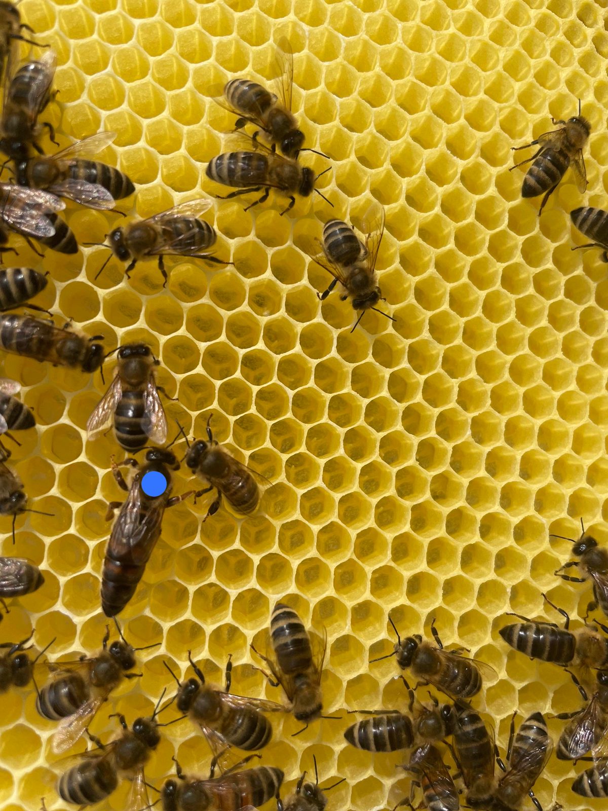 2025_blau_Bienenkoenigin_Koenigin_Carnica_schwarz_Imkerei_Siebengebirge_KALEO-siebengold_Honig_regional_1mb