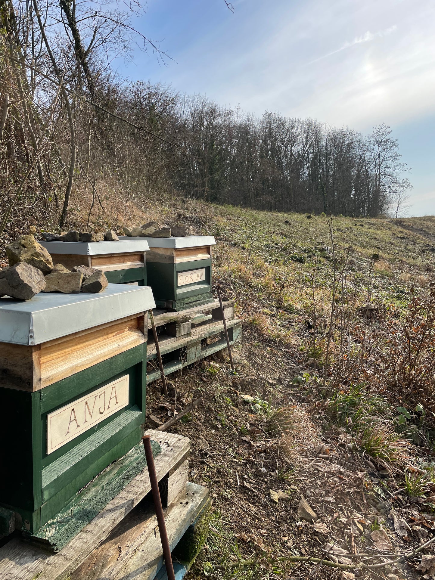 Bienenpatenschaft ohne Honig als Spende