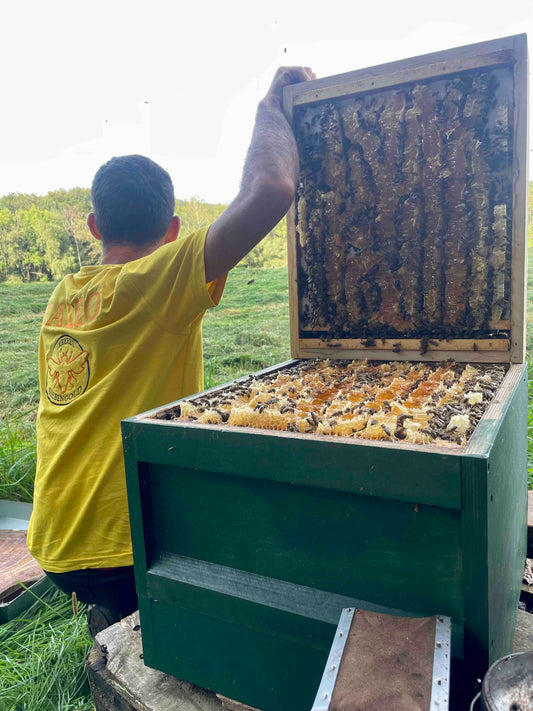Bienen Wirtschaftsvolk Buckfast Zander MAI 2025