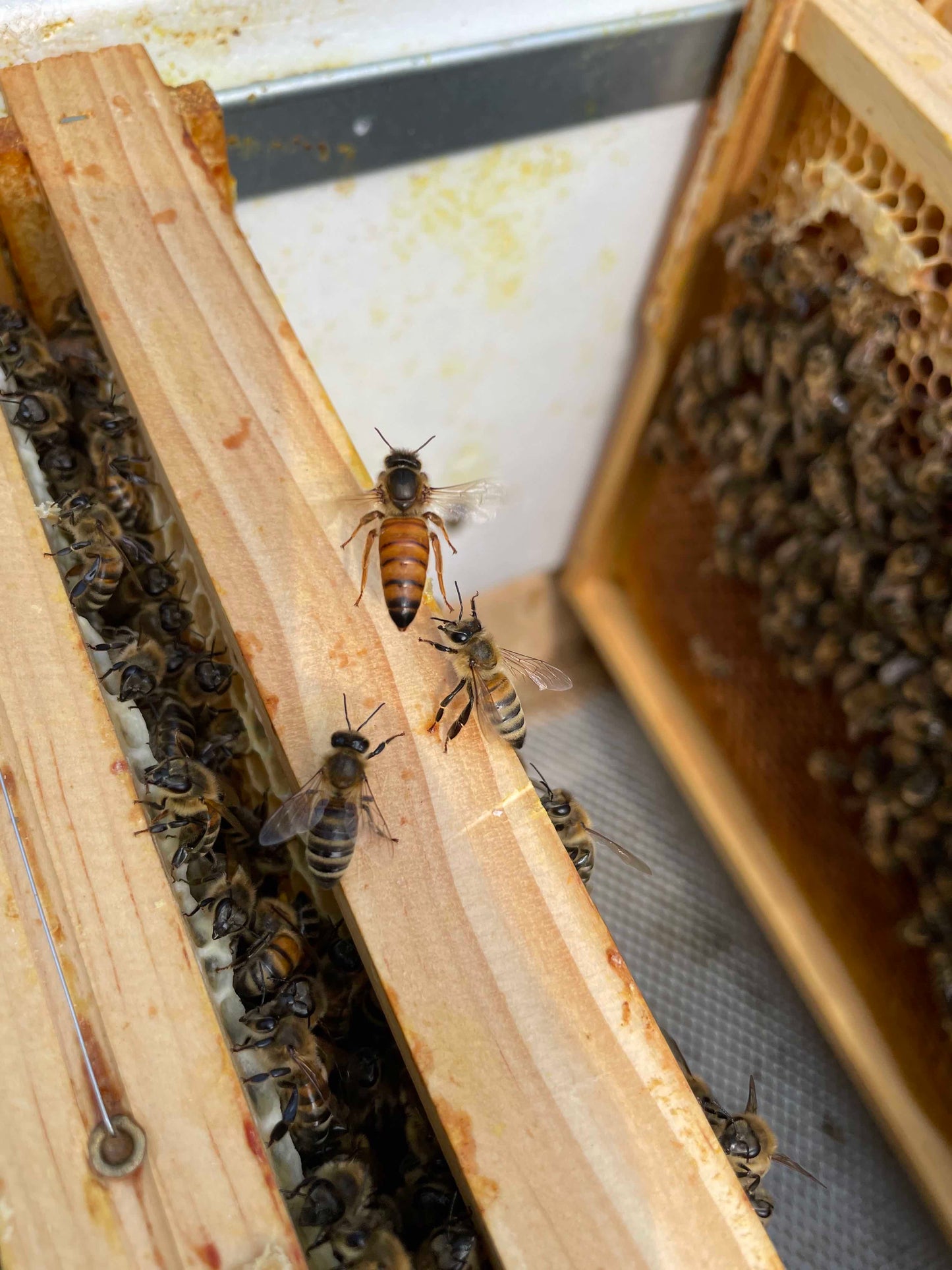 Bienen Wirtschaftsvolk Buckfast DNM Deutsch Normalmaß MAI 2024