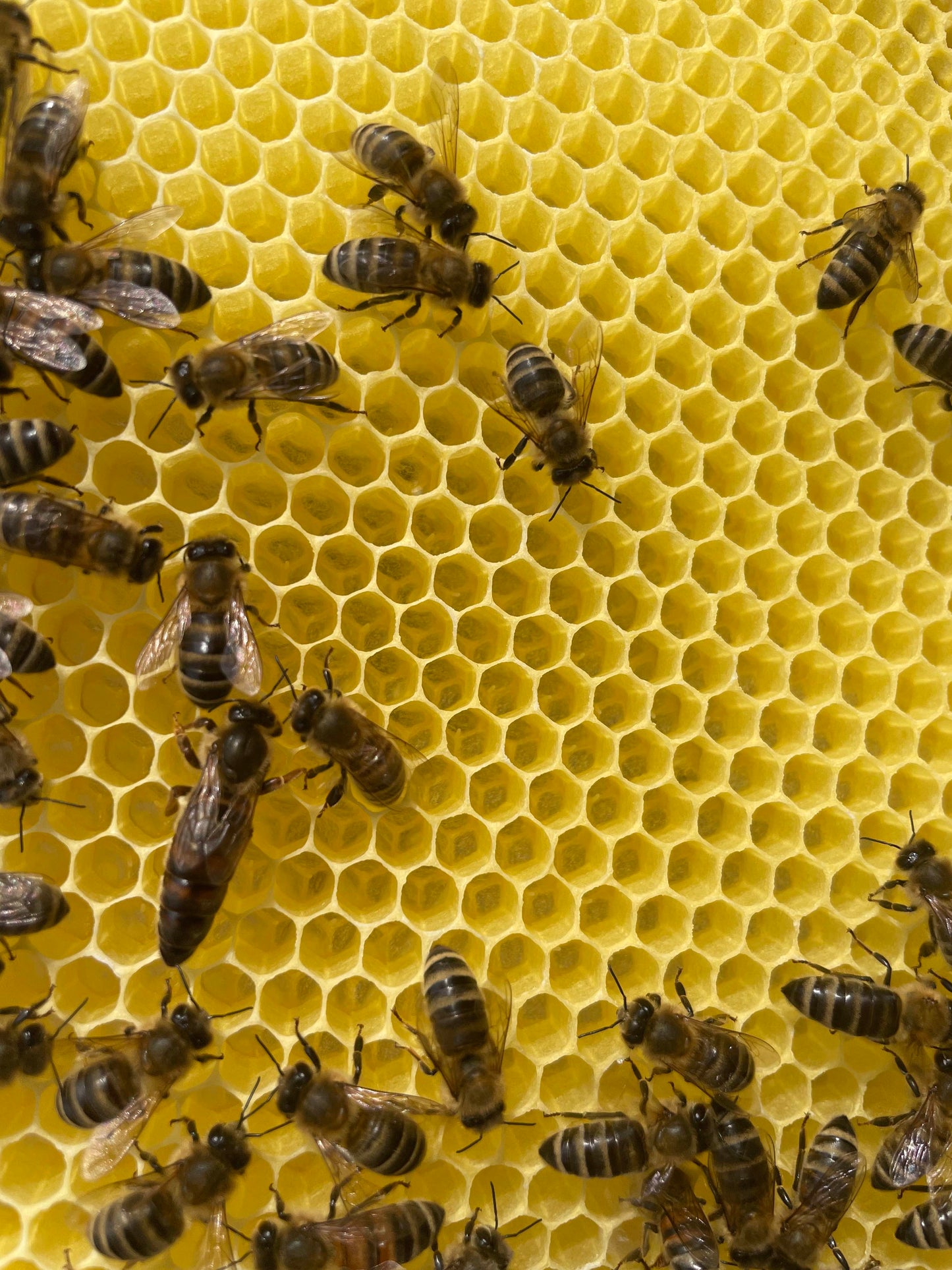 Bienen Wirtschaftsvolk Carnica DNM Deutsch Normalmaß MAI 2025