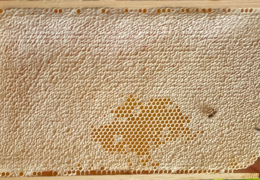 Honigwabe im Holzrahmen