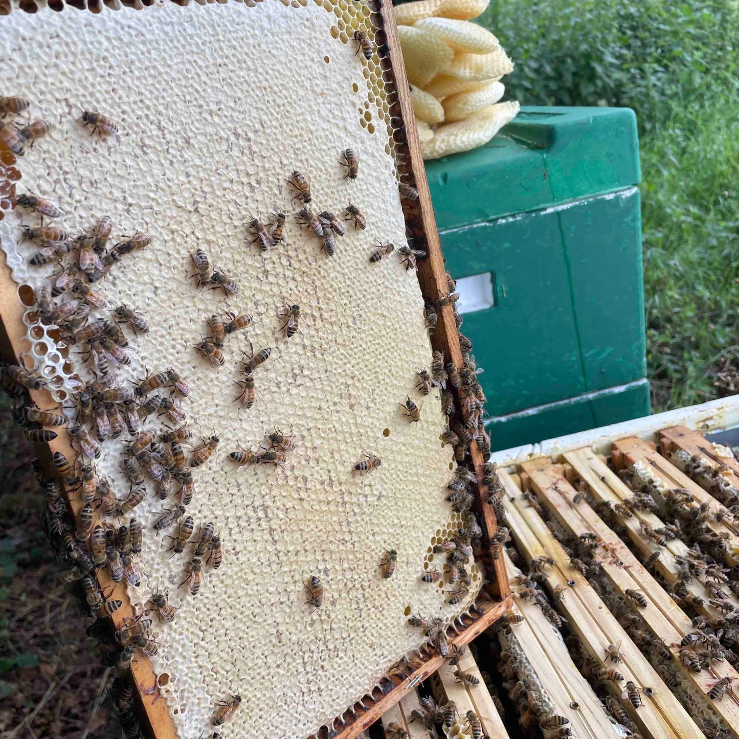 Bienen Wirtschaftsvolk Buckfast Zander MAI 2024