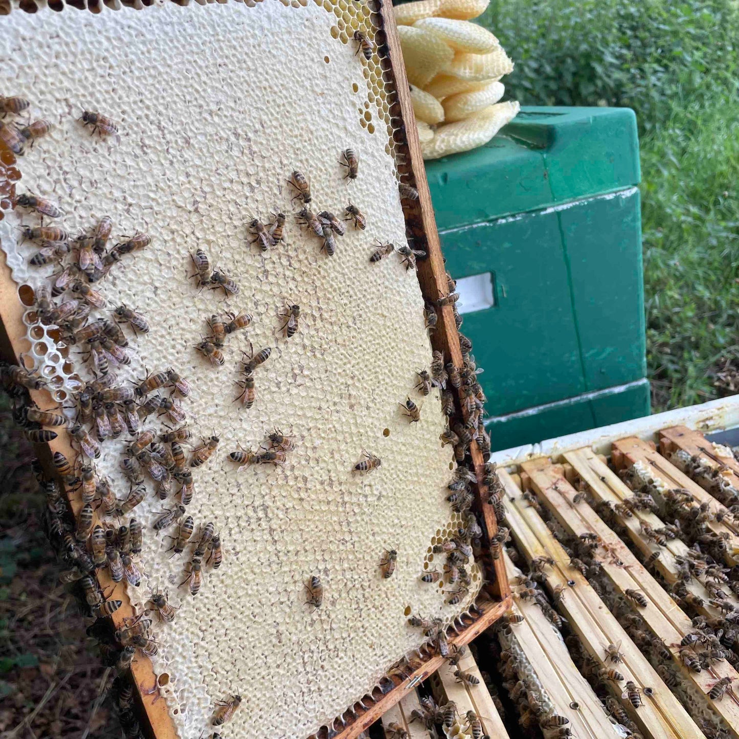 Bienen Wirtschaftsvolk Buckfast DNM Deutsch Normalmaß MAI 2024