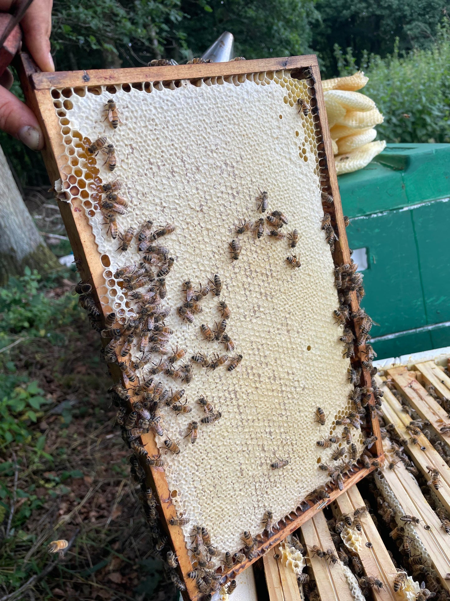 Bienen Wirtschaftsvolk Carnica Zander MAI 2025