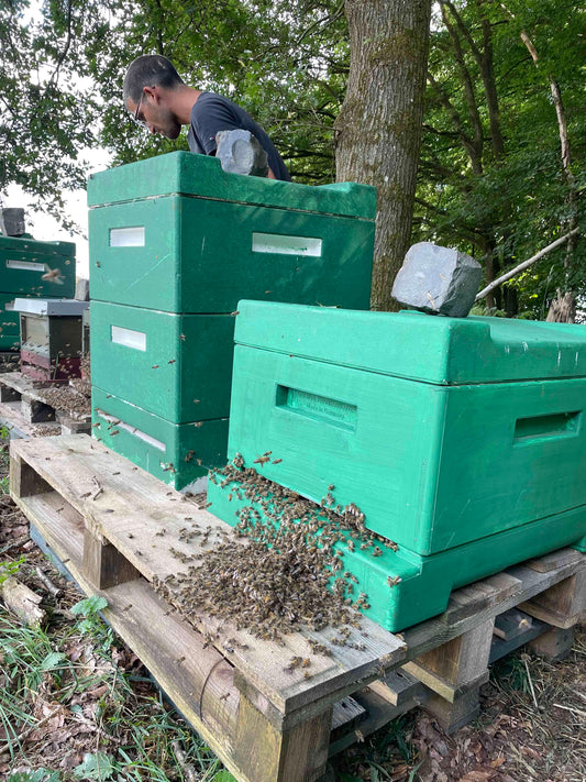 Bienen Ableger Carnica DNM Deutsch Normalmaß MAI 2024