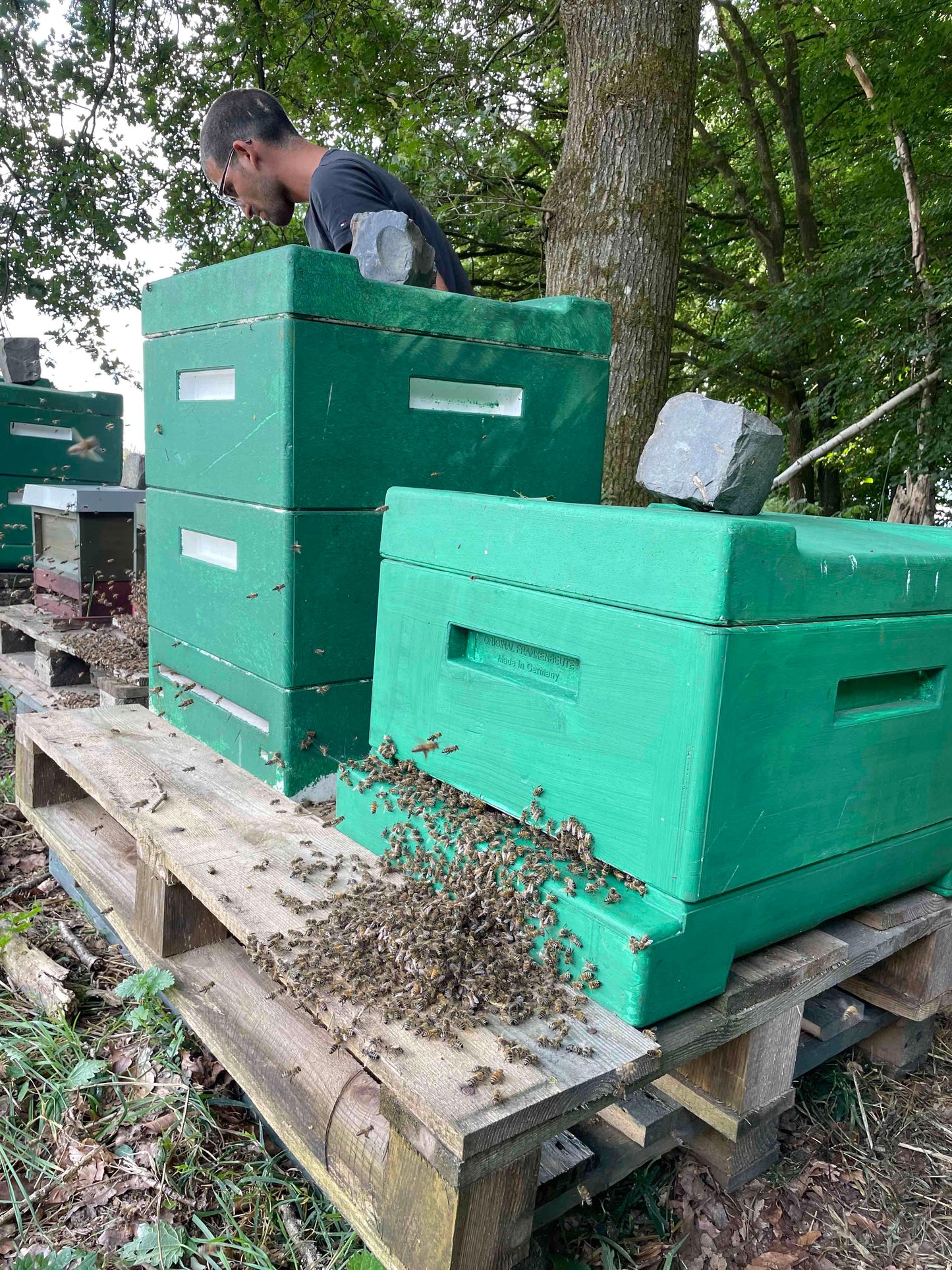 Bienen Ableger Carnica DNM Deutsch Normalmaß MAI 2025