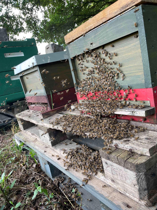 Bienen Wirtschaftsvolk Carnica Zander MAI 2025