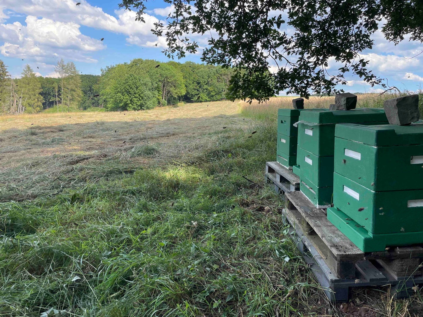 Bienen Wirtschaftsvolk Carnica DNM Deutsch Normalmaß MAI 2024