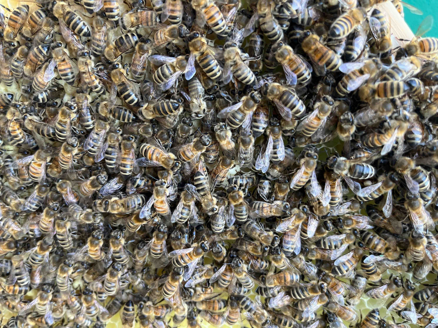 Bienen Wirtschaftsvolk Buckfast DNM Deutsch Normalmaß MAI 2024