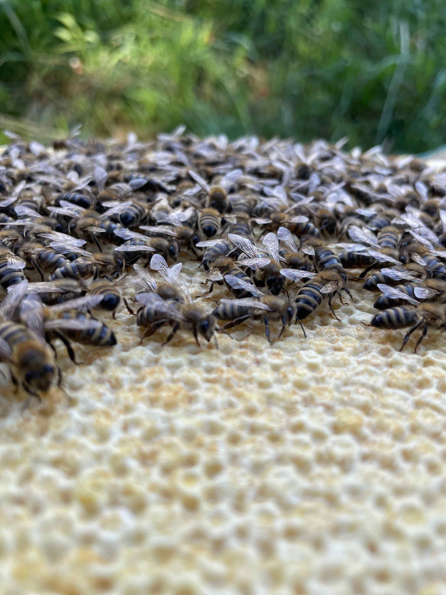 Bienen Ableger Carnica Zander MAI 2024