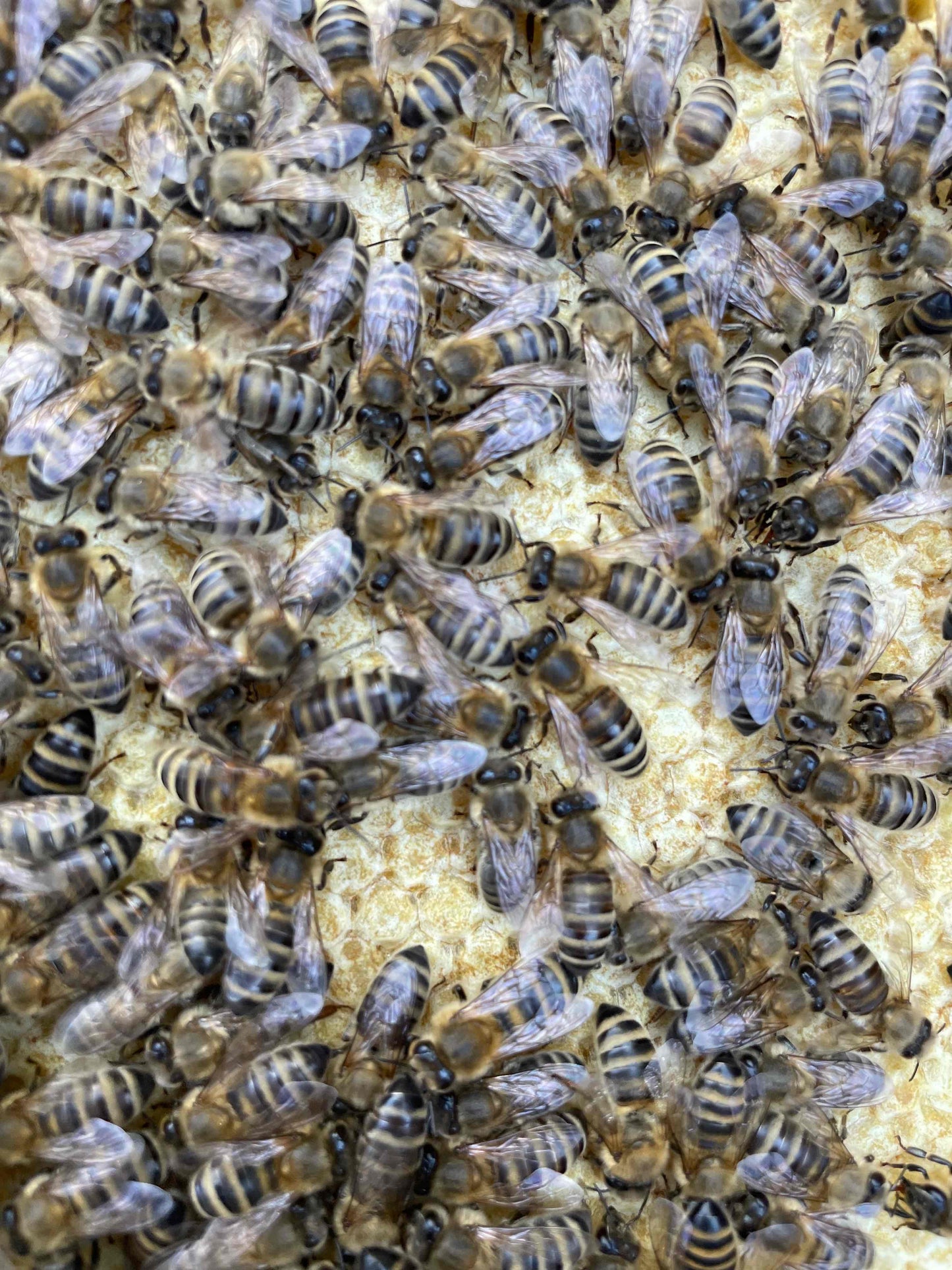 Bienen Wirtschaftsvolk Carnica Zander MAI 2024