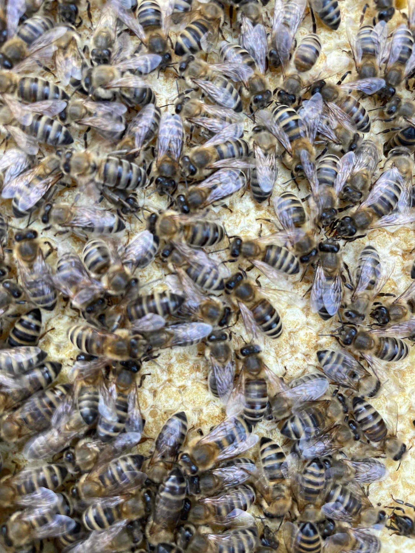 Bienen Wirtschaftsvolk Carnica DNM Deutsch Normalmaß MAI 2025