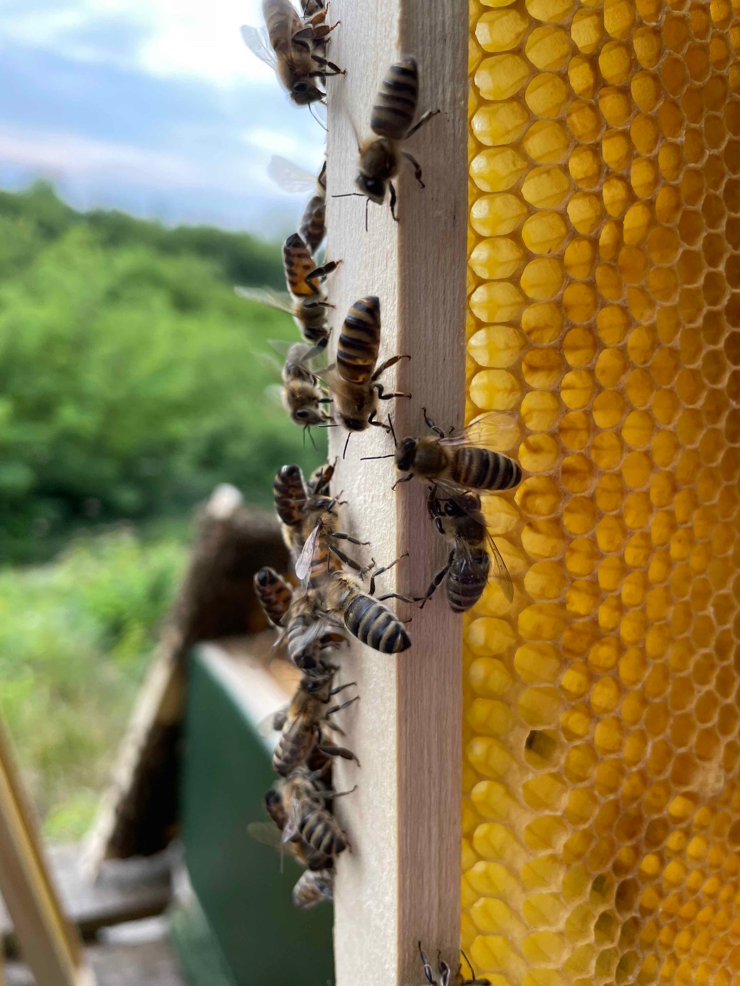 Bienen Wirtschaftsvolk Carnica Zander MAI 2024