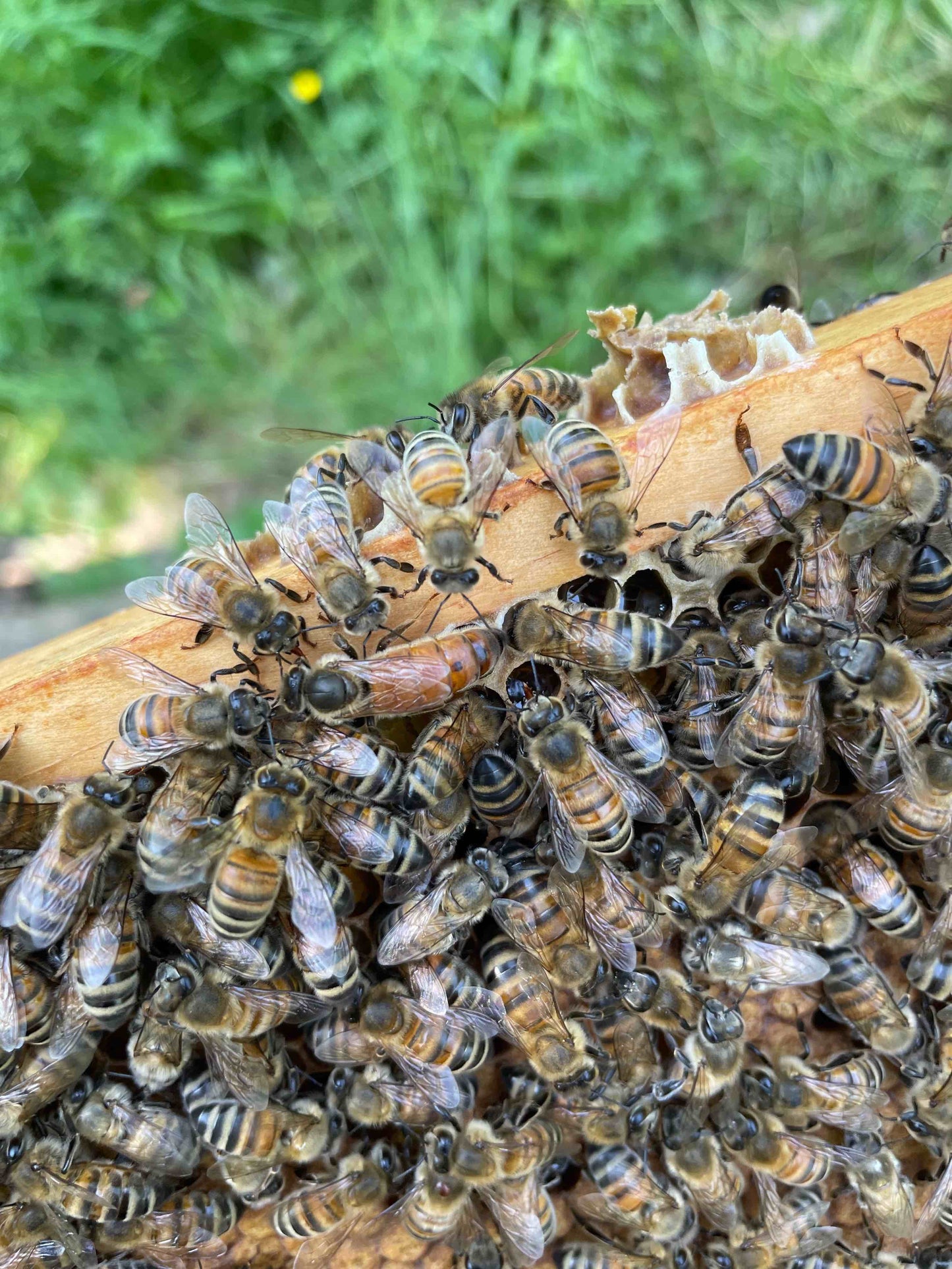 Bienen Königin Buckfast aus 2025
