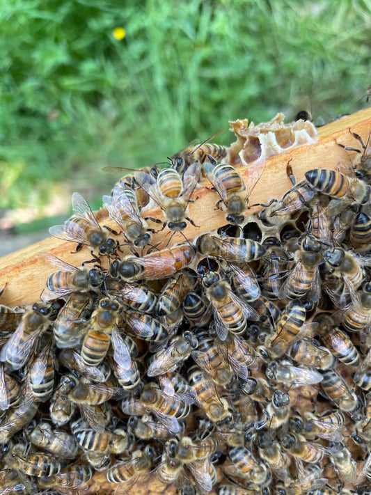 Bienen Königin Buckfast aus 2025