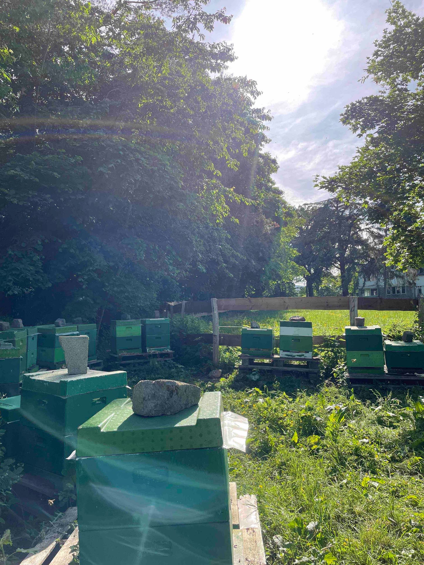 Bienen Wirtschaftsvolk Buckfast DNM Deutsch Normalmaß MAI 2025