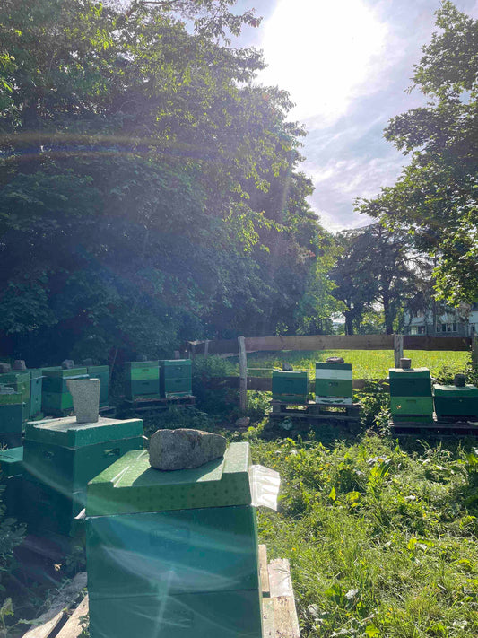 Bienen Wirtschaftsvolk Buckfast DNM Deutsch Normalmaß MAI 2025